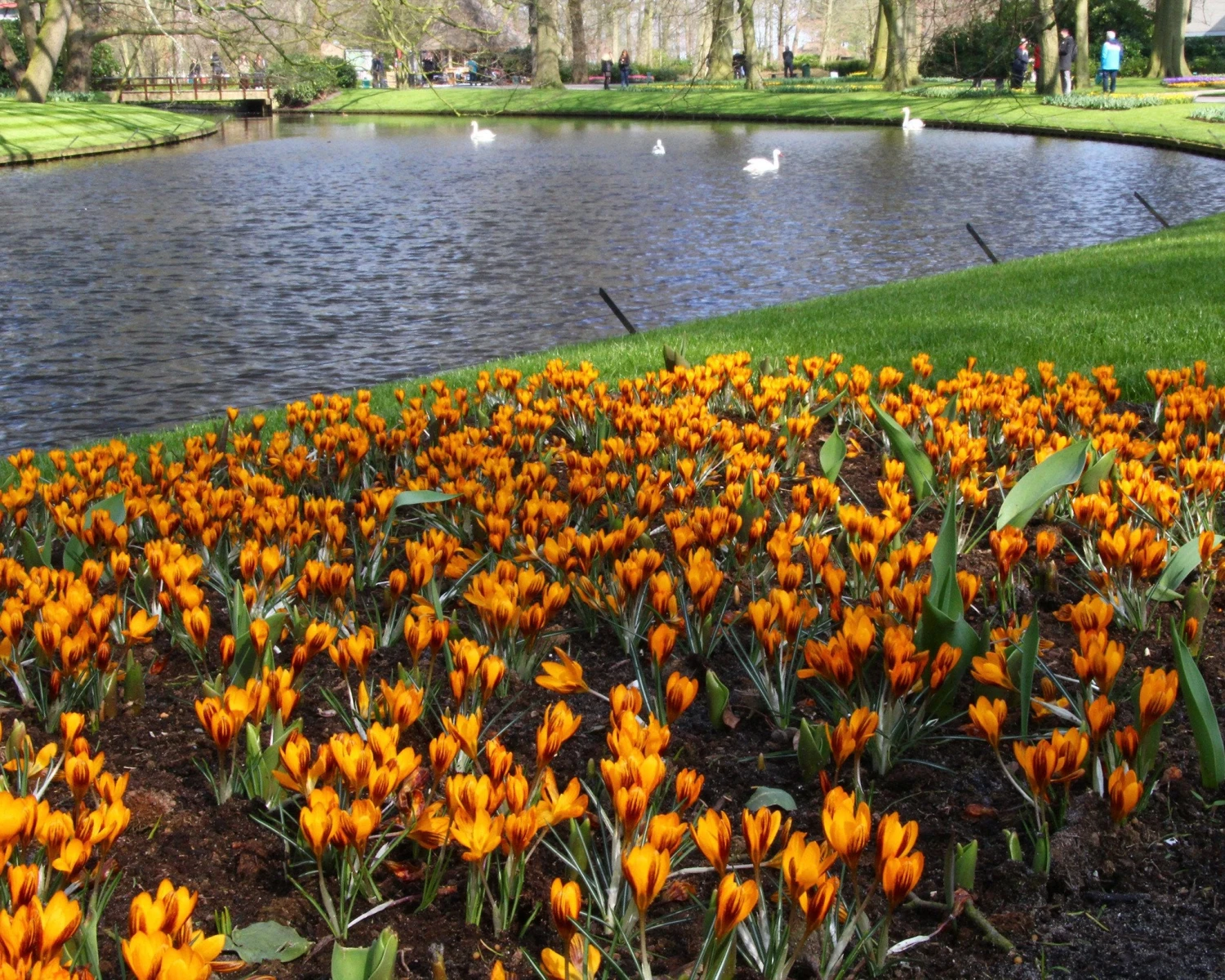 Crocus 'Orange Monarch' 4 Crocus 'Orange Monarch' - Image 3