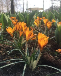 Crocus 'Orange Monarch' 15 Crocus 'Orange Monarch' -Flowers Sales Store crocus orange monarch 6