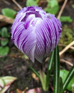 Crocus 'Pickwick' -Flowers Sales Store crocus pickwick 0