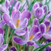 Crocus 'Pickwick' -Flowers Sales Store crocus pickwick 0 52772ddb f1c0 4c9e 8d48 a66e12272307