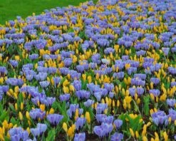 Crocus 'Pickwick' -Flowers Sales Store crocus pickwick 4