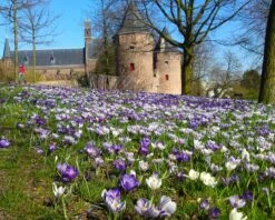 Crocus 'Pickwick' -Flowers Sales Store crocus pickwick 5