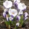 Crocus 'Prins Claus' 1 Crocus 'Prins Claus' -Flowers Sales Store crocus prins claus 0