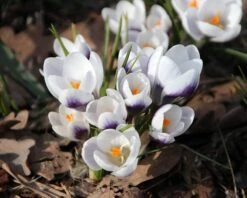 Crocus 'Prins Claus' -Flowers Sales Store crocus prins claus 1