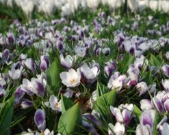 Crocus 'Prins Claus' -Flowers Sales Store crocus prins claus 4