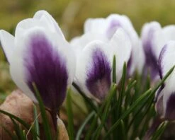 Crocus 'Prins Claus' -Flowers Sales Store crocus prins claus 5