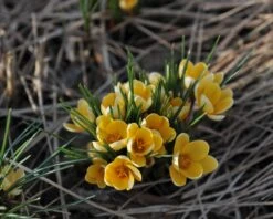 Crocus 'Romance' 12 Crocus 'Romance' -Flowers Sales Store crocus romance 1 341efd5a 401b 4d9e bed1 3b78acbc9c4c