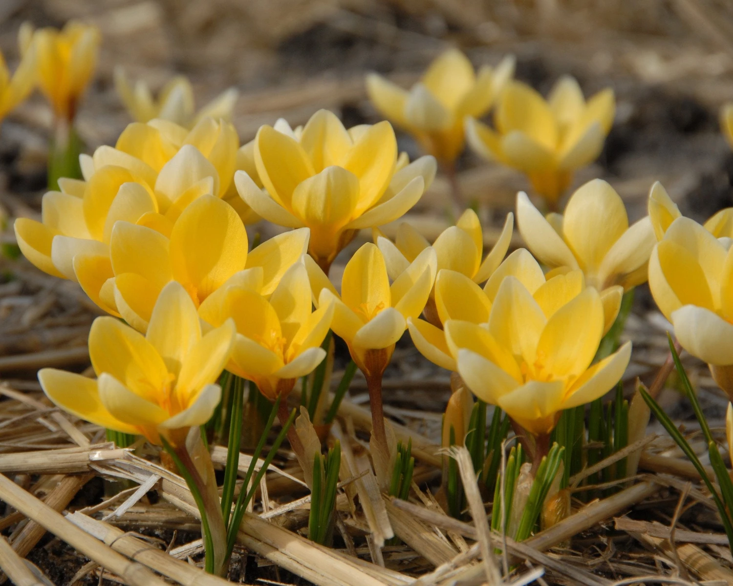 Crocus 'Romance' 4 Crocus 'Romance' - Image 2