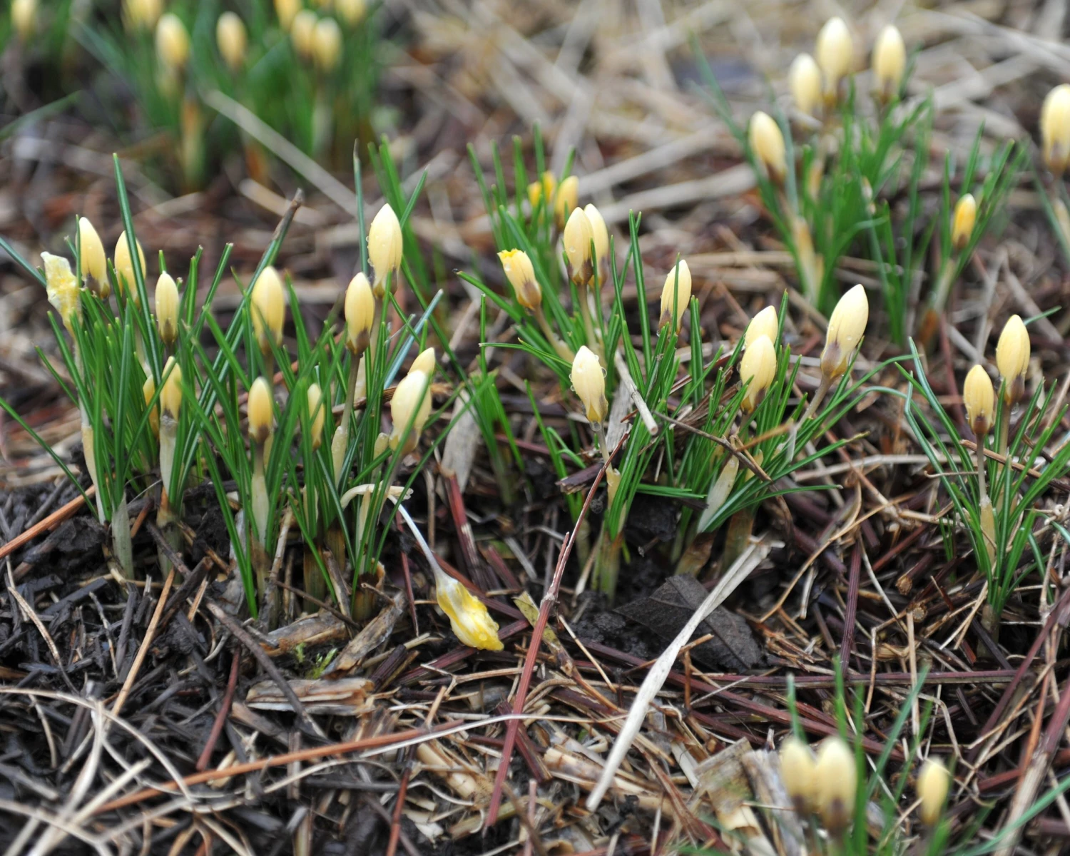 Crocus 'Romance' 9 Crocus 'Romance' - Image 7