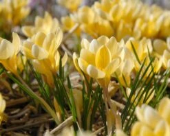 Crocus 'Romance' 11 Crocus 'Romance' -Flowers Sales Store crocus romance 4