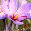 Crocus Sativus 2 Crocus Sativus -Flowers Sales Store crocus sativus 0