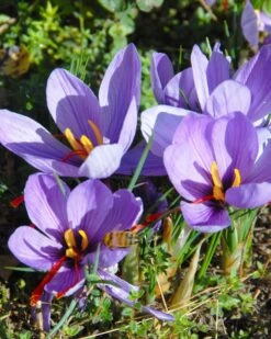 Crocus Sativus -Flowers Sales Store crocus sativus 1