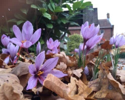 Crocus Sativus -Flowers Sales Store crocus sativus 4