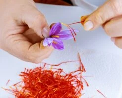 Crocus Sativus -Flowers Sales Store crocus sativus bulbs 0