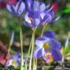 Crocus Speciosus 1 Crocus Speciosus -Flowers Sales Store crocus speciosus