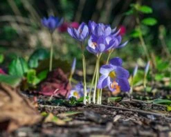 Crocus Speciosus -Flowers Sales Store crocus speciosus 5