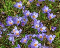 Crocus Speciosus -Flowers Sales Store crocus speciousus 2