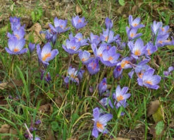 Crocus Speciosus -Flowers Sales Store crocus speciousus 3
