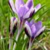 Crocus 'Spring Beauty' 1 Crocus 'Spring Beauty' -Flowers Sales Store crocus spring beauty 2