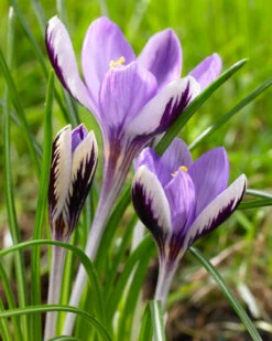Crocus 'Spring Beauty'