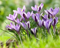 Crocus 'Spring Beauty' -Flowers Sales Store crocus spring beauty 3