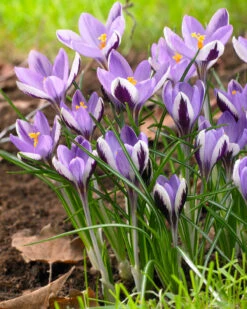 Crocus 'Spring Beauty' -Flowers Sales Store crocus spring beauty 4