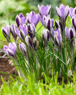Crocus 'Spring Beauty' -Flowers Sales Store crocus spring beauty 5