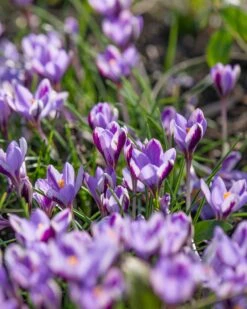 Crocus 'Spring Beauty' -Flowers Sales Store crocus spring beauty 6