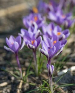 Crocus 'Spring Beauty' -Flowers Sales Store crocus spring beauty 8