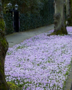 Crocus Tommasinianus 18 Crocus Tommasinianus -Flowers Sales Store crocus tommasinianus 1