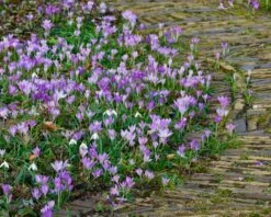 Crocus Tommasinianus 29 Crocus Tommasinianus -Flowers Sales Store crocus tommasinianus 10