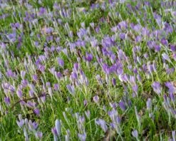 Crocus Tommasinianus 30 Crocus Tommasinianus -Flowers Sales Store crocus tommasinianus 11