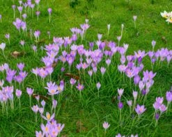 Crocus Tommasinianus 25 Crocus Tommasinianus -Flowers Sales Store crocus tommasinianus 12