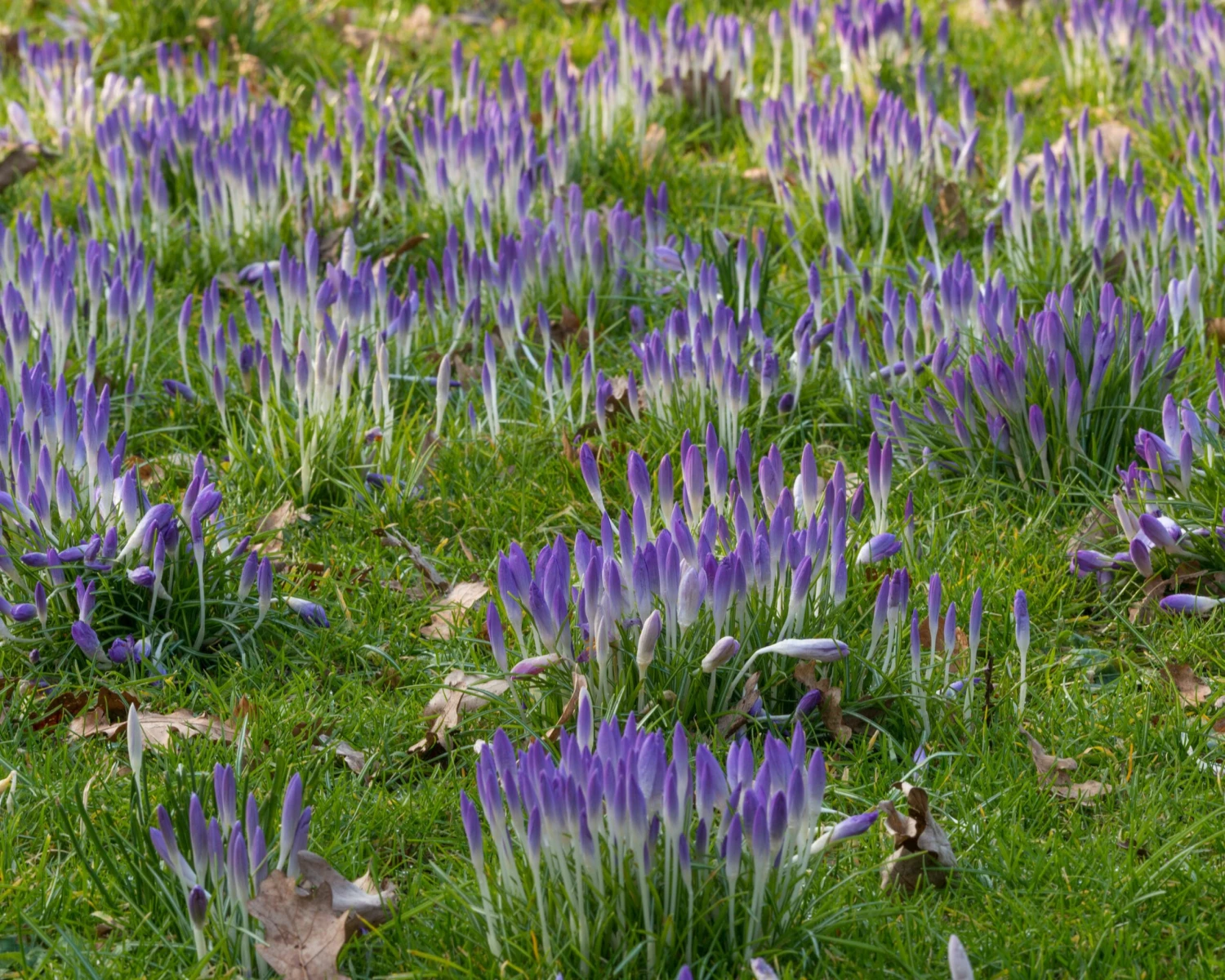 Crocus Tommasinianus 9 Crocus Tommasinianus - Image 8