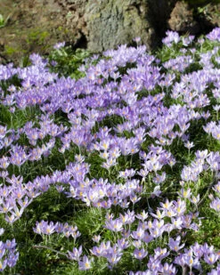 Crocus Tommasinianus 27 Crocus Tommasinianus -Flowers Sales Store crocus tommasinianus 2