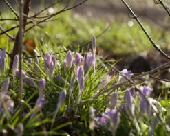 Crocus Tommasinianus 28 Crocus Tommasinianus -Flowers Sales Store crocus tommasinianus 3