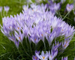 Crocus Tommasinianus 20 Crocus Tommasinianus -Flowers Sales Store crocus tommasinianus 5