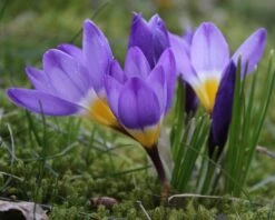 Crocus Sieberi 'Tricolor' -Flowers Sales Store crocus tricolor 1 c0fd307e 7012 4fa7 8681 8ae797c451c6