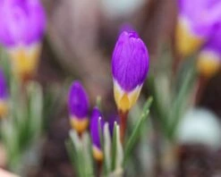 Crocus Sieberi 'Tricolor' -Flowers Sales Store crocus tricolor 2 ccbe2c74 daa8 4697 924c bb1c8eb5a191