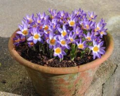 Crocus Sieberi 'Tricolor' -Flowers Sales Store crocus tricolor 3