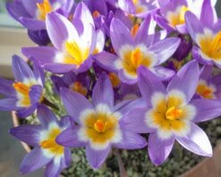 Crocus Sieberi 'Tricolor' -Flowers Sales Store crocus tricolor 4