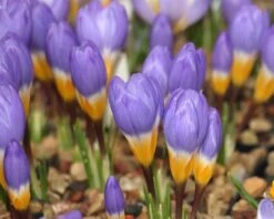 Crocus Sieberi 'Tricolor' -Flowers Sales Store crocus tricolor 5