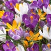 Crocus 'Mixed Colours' -Flowers Sales Store crocus vernus mixed colours