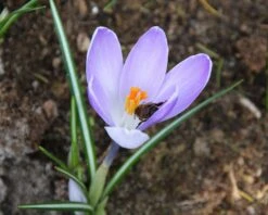 Crocus 'Yalta' 18 Crocus 'Yalta' -Flowers Sales Store crocus yalta 1 86aeb92c 8a0a 4c76 93c4 87fef66b2188