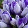 Crocus 'Yalta' -Flowers Sales Store crocus yalta 1 bcc01b9f 2afd 4bb6 b291 3c1e8103d45f