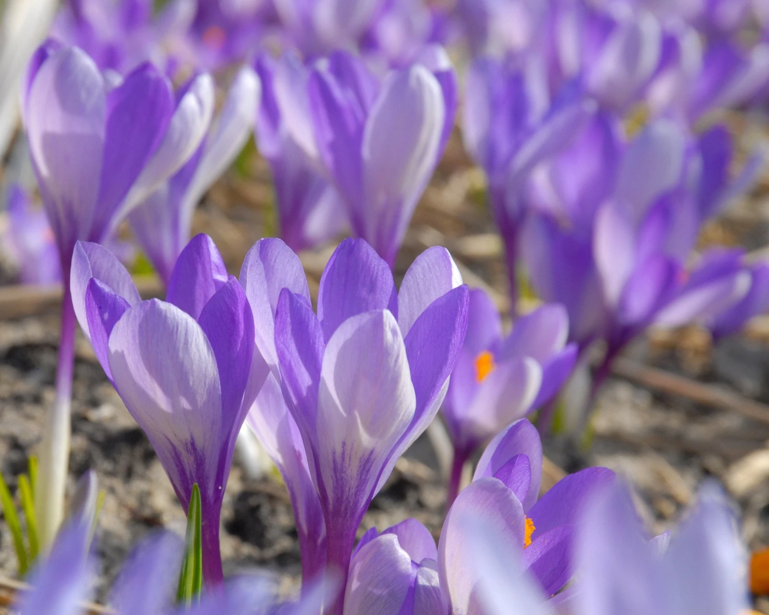 Crocus 'Yalta' 6 Crocus 'Yalta' - Image 4