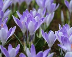 Crocus 'Yalta' 19 Crocus 'Yalta' -Flowers Sales Store crocus yalta 2 7886e54f 57c0 407b b907 7e438003fa75