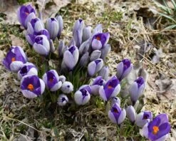 Crocus 'Yalta' 16 Crocus 'Yalta' -Flowers Sales Store crocus yalta 2 b015bdfd 199d 4473 a0d8 9c4338461ca5