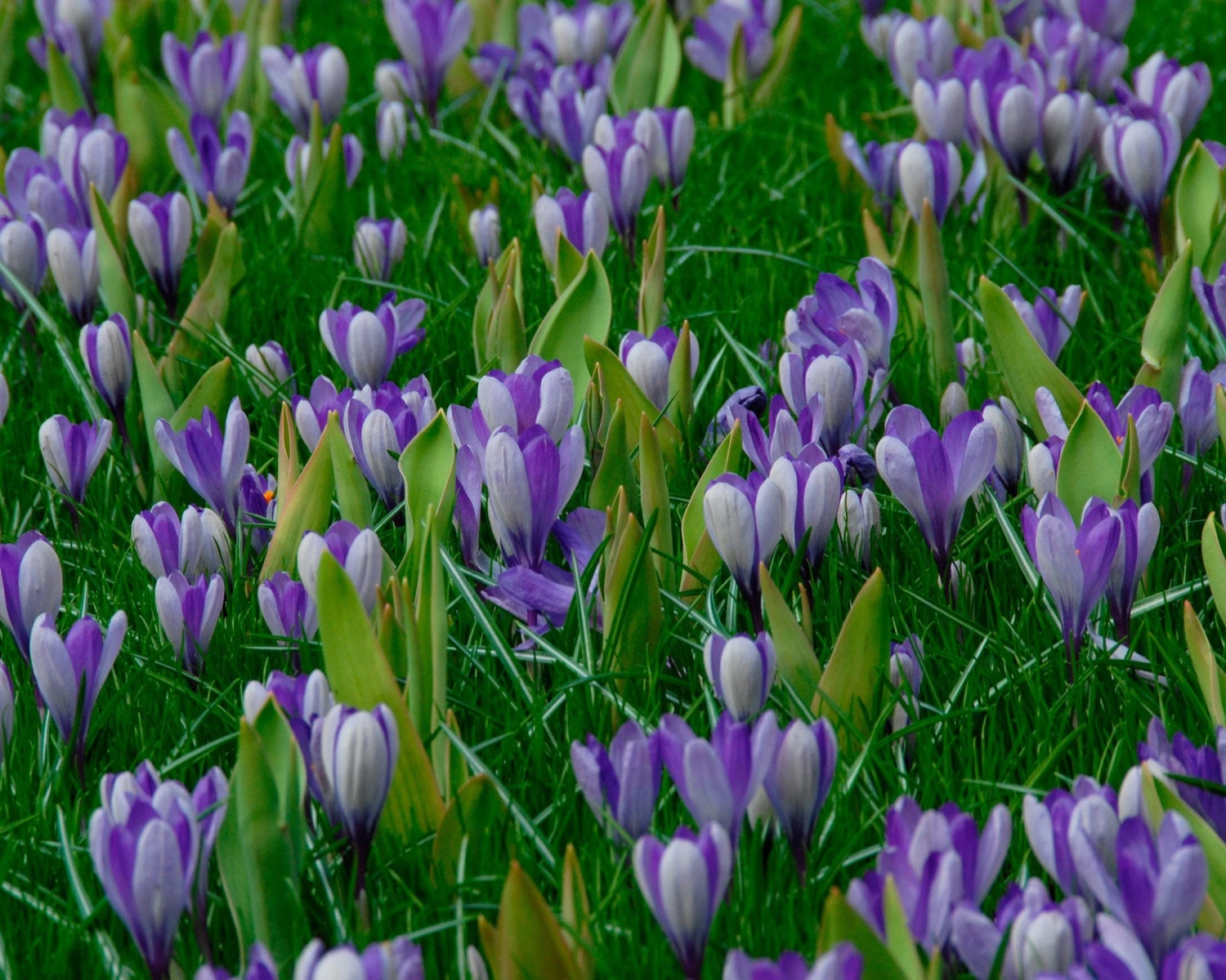 Crocus 'Yalta' 8 Crocus 'Yalta' - Image 6