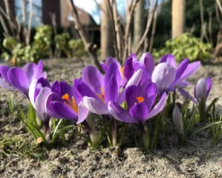 Crocus 'Yalta' 14 Crocus 'Yalta' -Flowers Sales Store crocus yalta 6